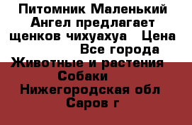 Питомник Маленький Ангел предлагает щенков чихуахуа › Цена ­ 10 000 - Все города Животные и растения » Собаки   . Нижегородская обл.,Саров г.